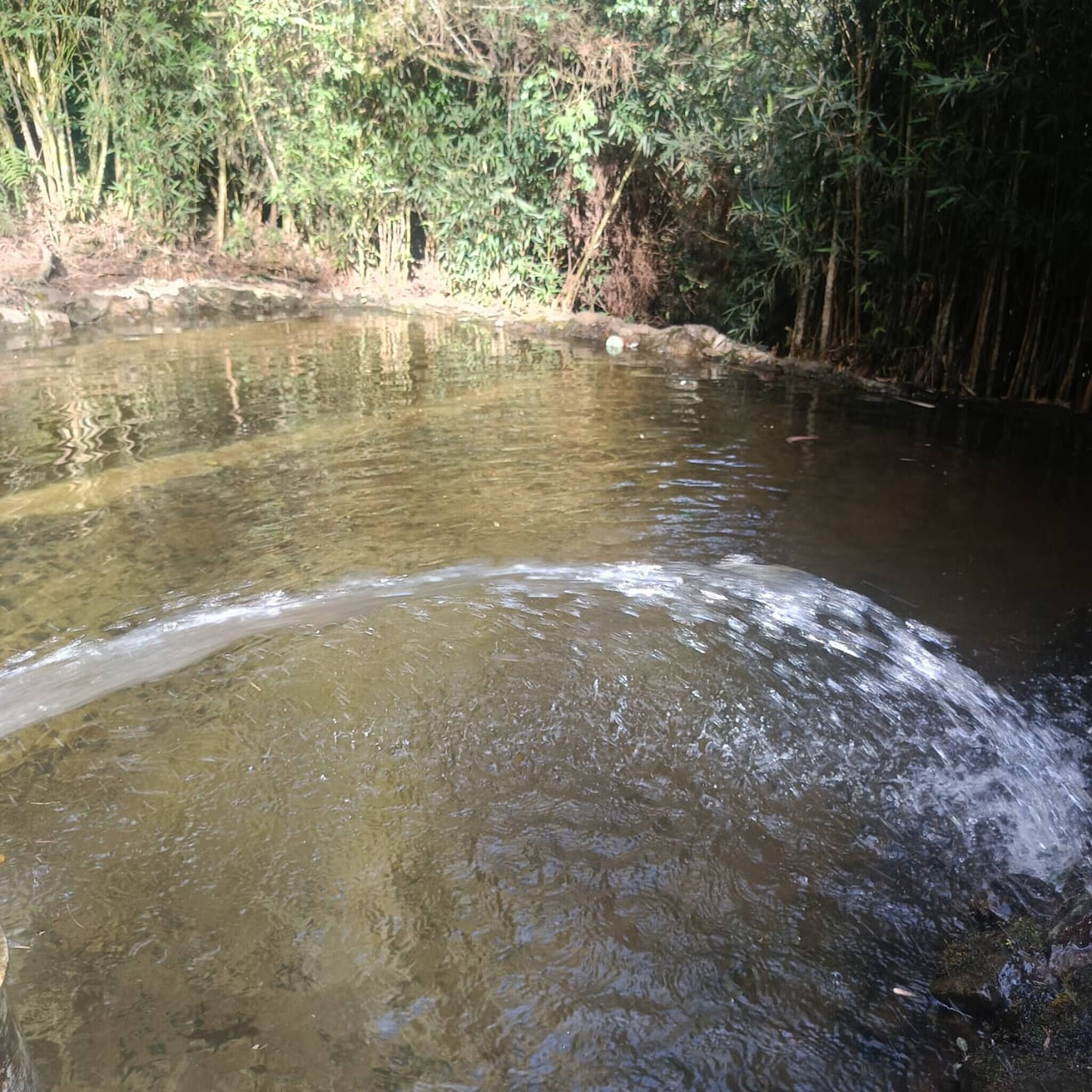 A calm river with clear water, surrounded by dense greenery and trees.