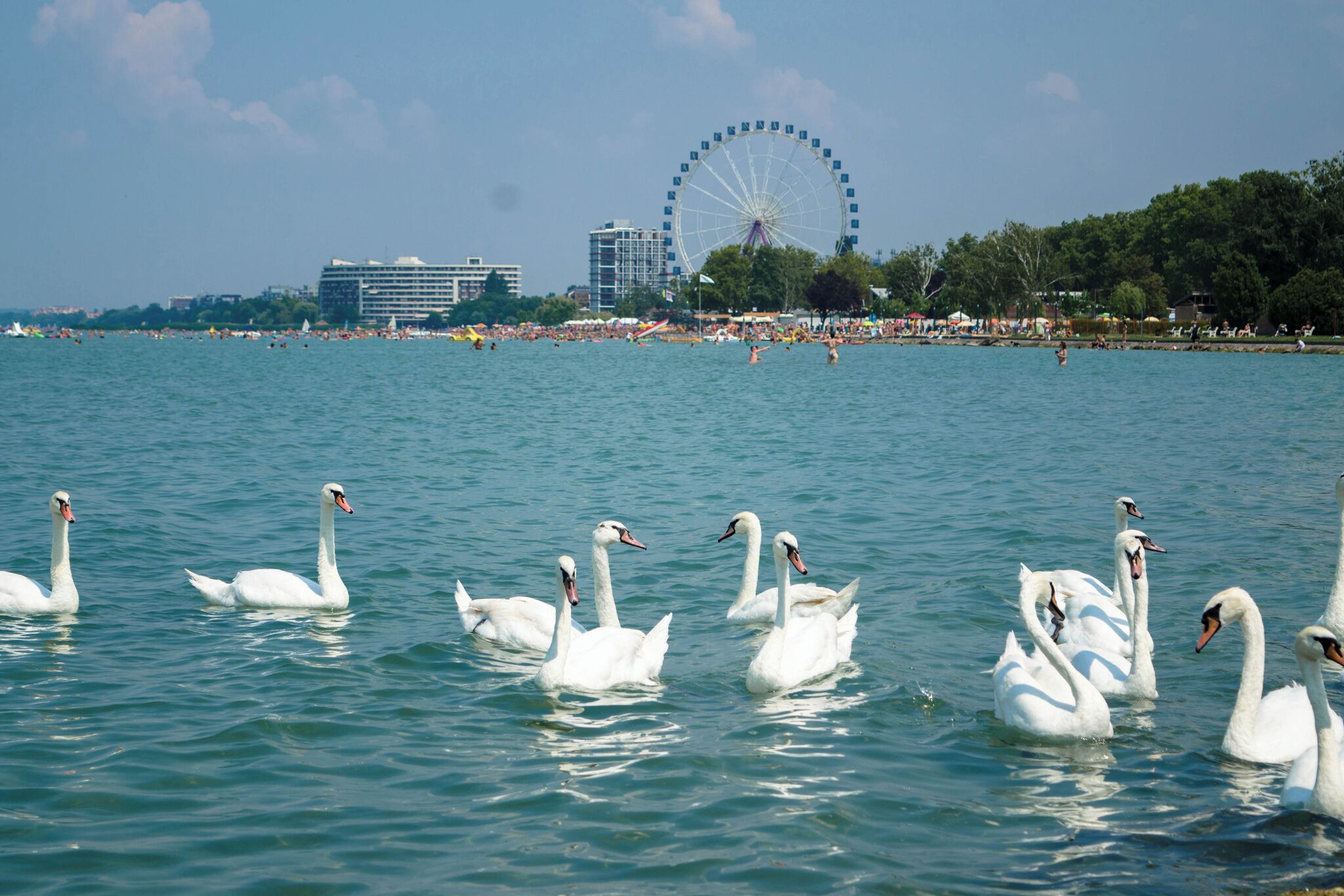 Swans swimming in a body of water with a Ferris wheel and buildings in the background.