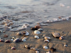 A sandy beach with scattered seashells and gentle waves. - Nice villa with a fenced garden (Bibione Pineda)