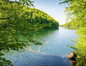 Un fiume tranquillo circondato da una fitta vegetazione verde.