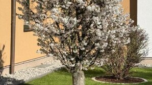 A tree with white blossoms in a landscaped area with a building in the background. - Kaiserhof Feldberg by Belvilla Resorts-twin Room (Feldberger Seenlandschaft)