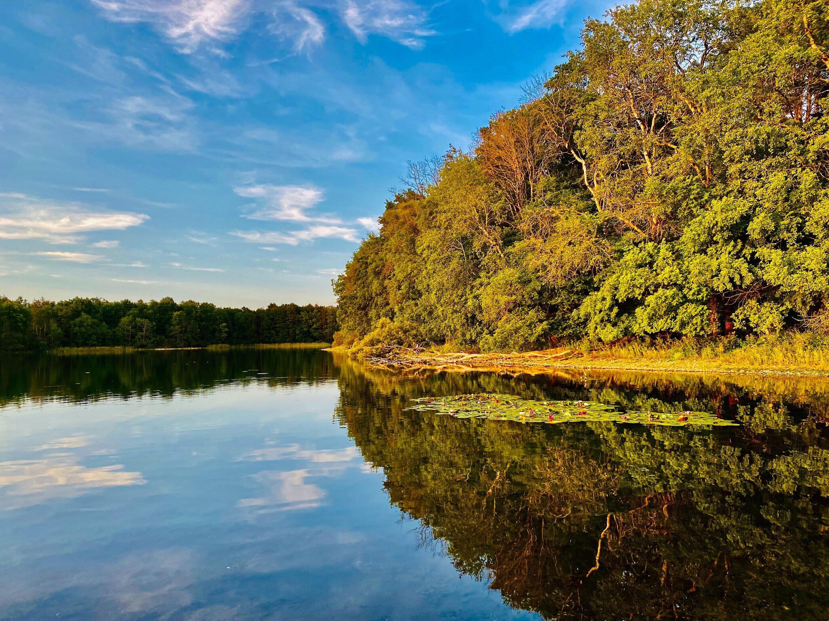 A calm lake with dense forest on one side and a clear sky.