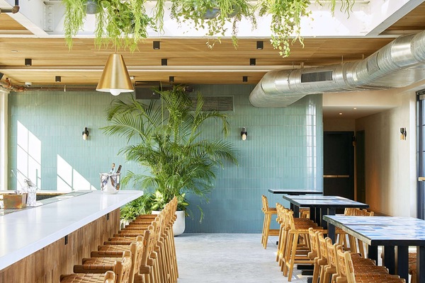 Bar counter lined with woven stools and hanging greenery overhead