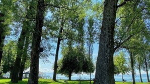 Un parc avec de grands arbres et une vue sur la mer.