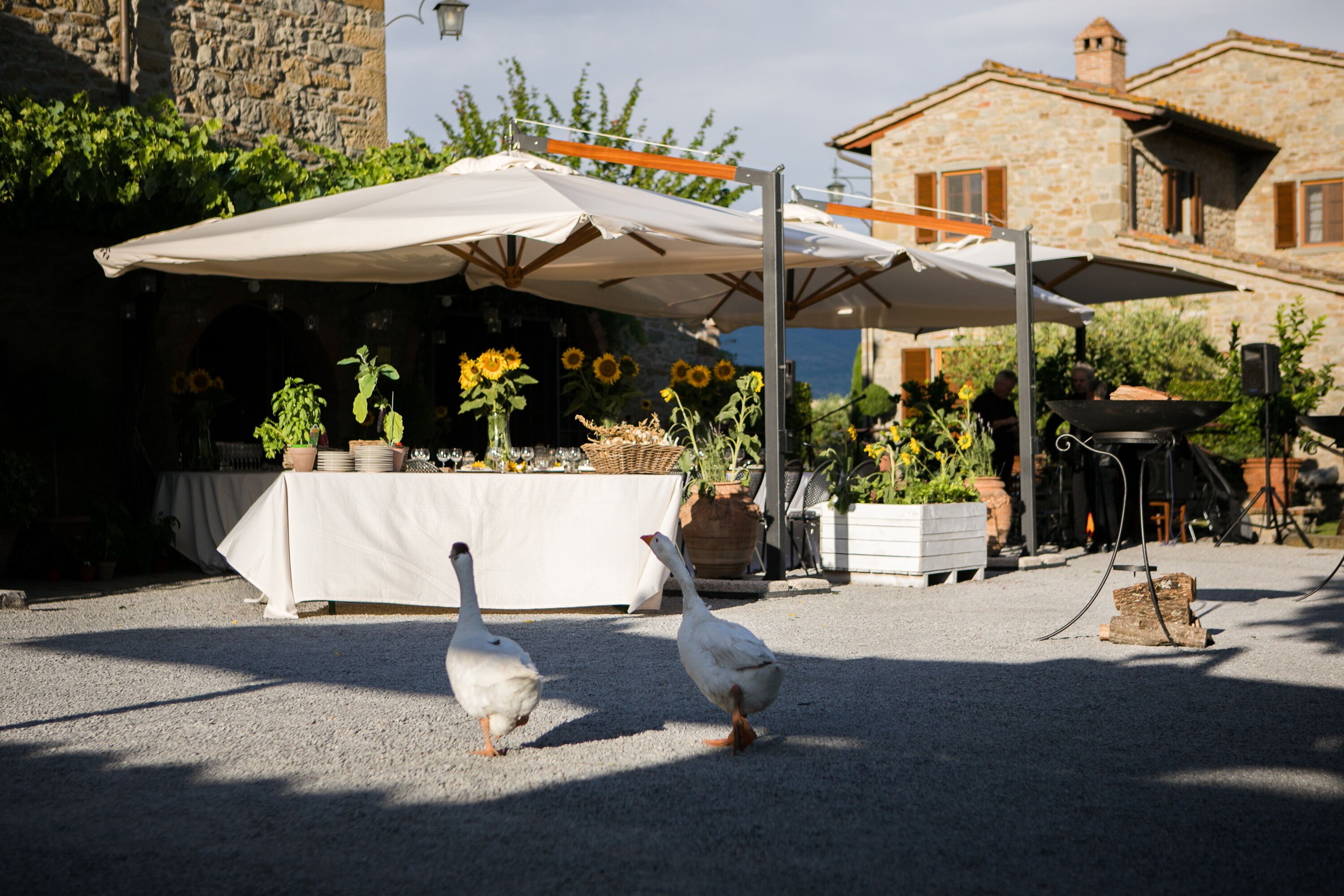 Deux oies se promènent sur un sol recouvert de gravier, près d’une table recouverte d’une nappe blanche et ornée de plantes en pot.