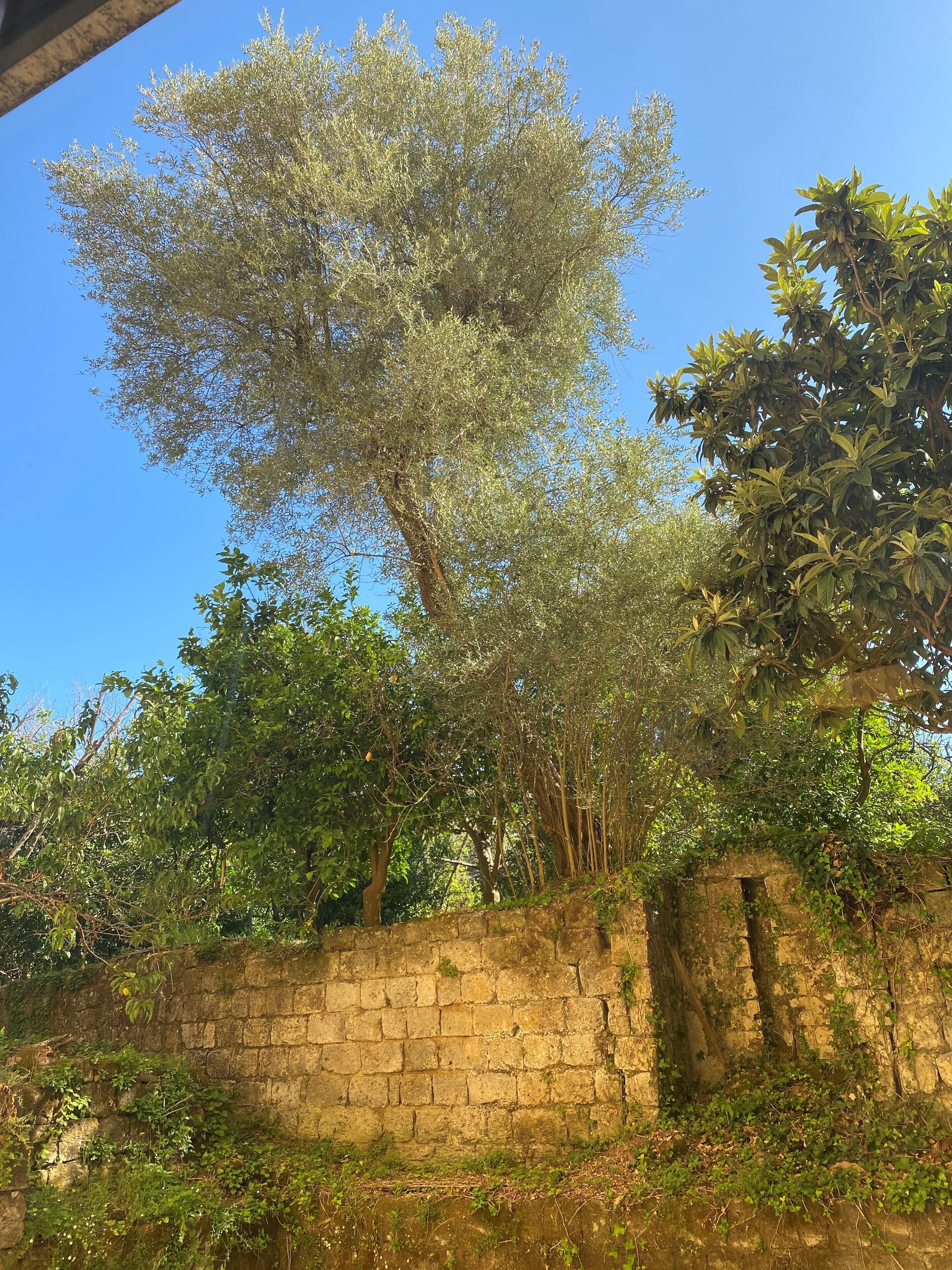 Habitación doble, vista al jardín | Caja de seguridad en la habitación y cortinas blackout 