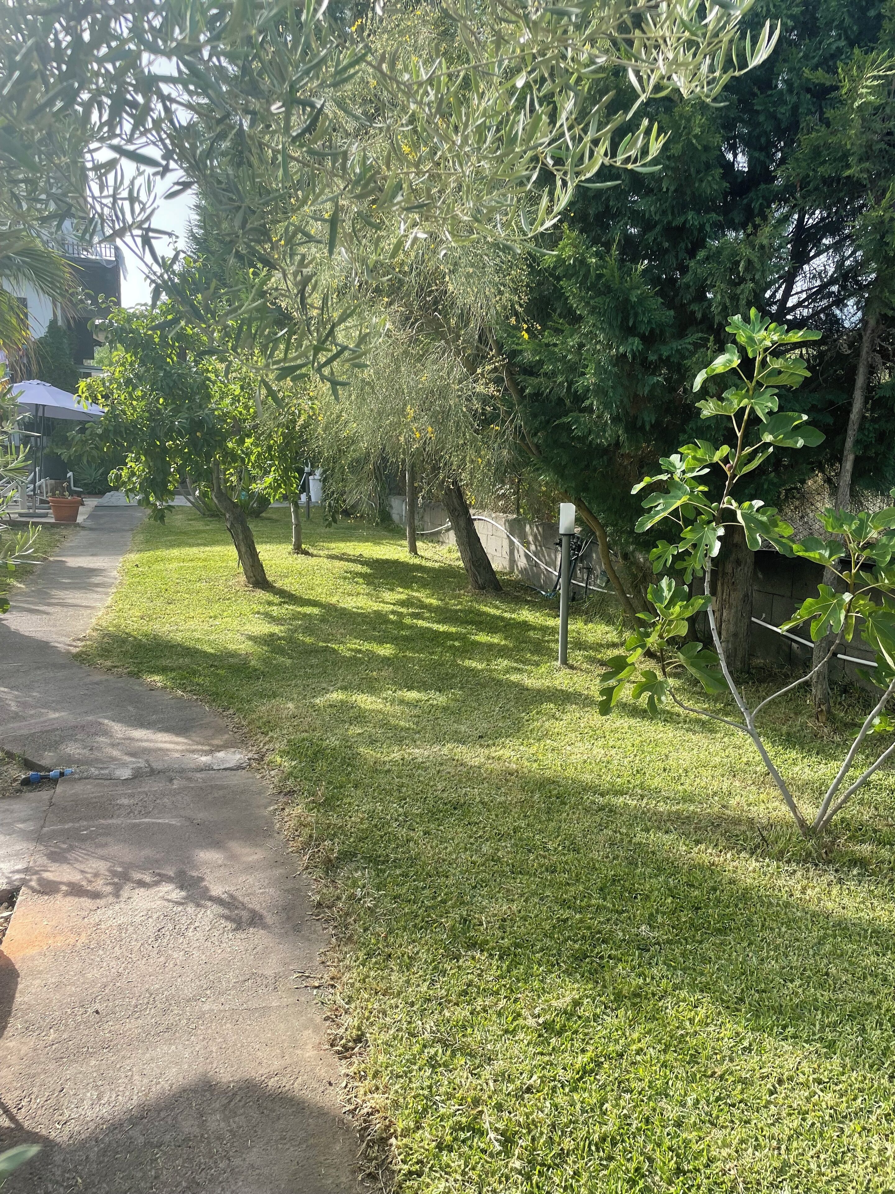 Un sendero bordeado de árboles y una zona con césped.