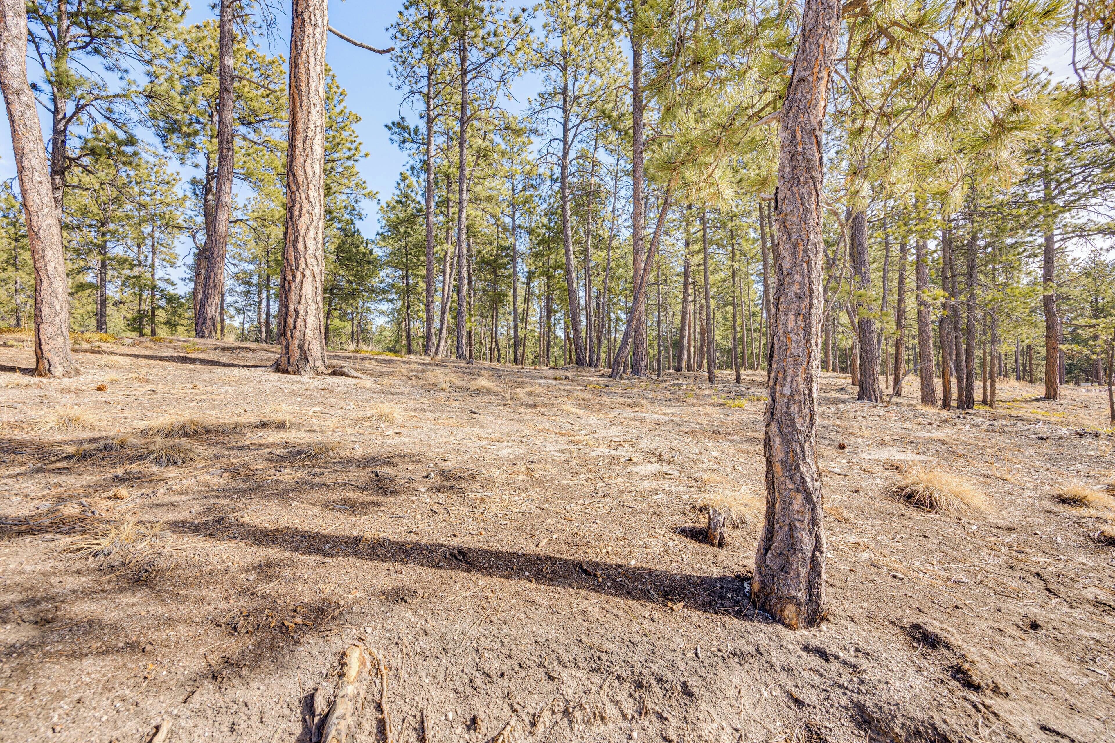 Une forêt avec de grands pins et un sol sec et recouvert d’herbe.