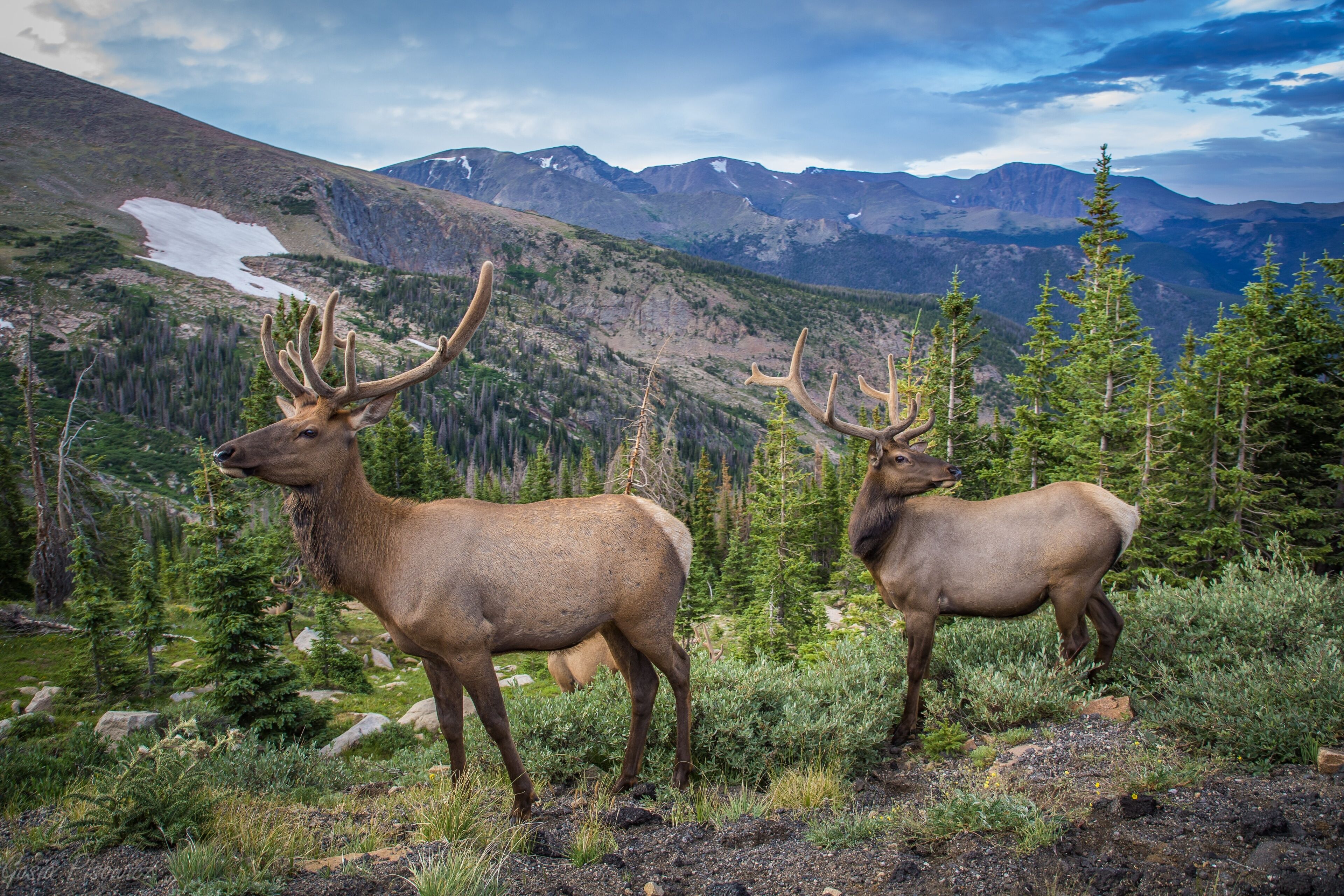 Two elk in a mountainous landscape with a view of distant mountains and a snow-capped peak.