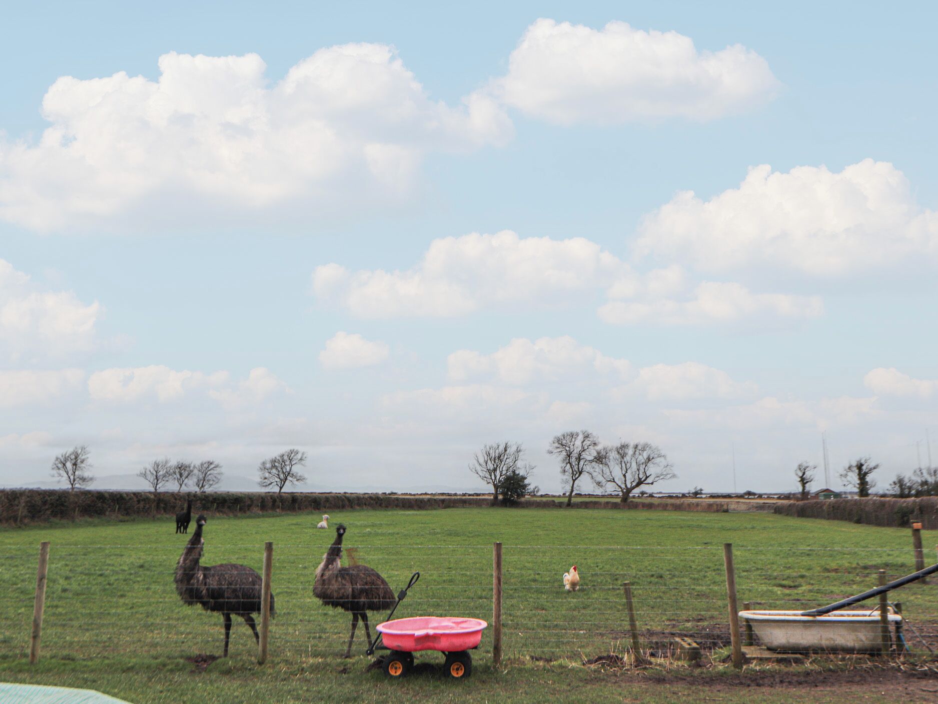 Un paysage rural avec un champ délimité par une clôture, une brouette rouge et quelques animaux, dont une autruche et une poule.