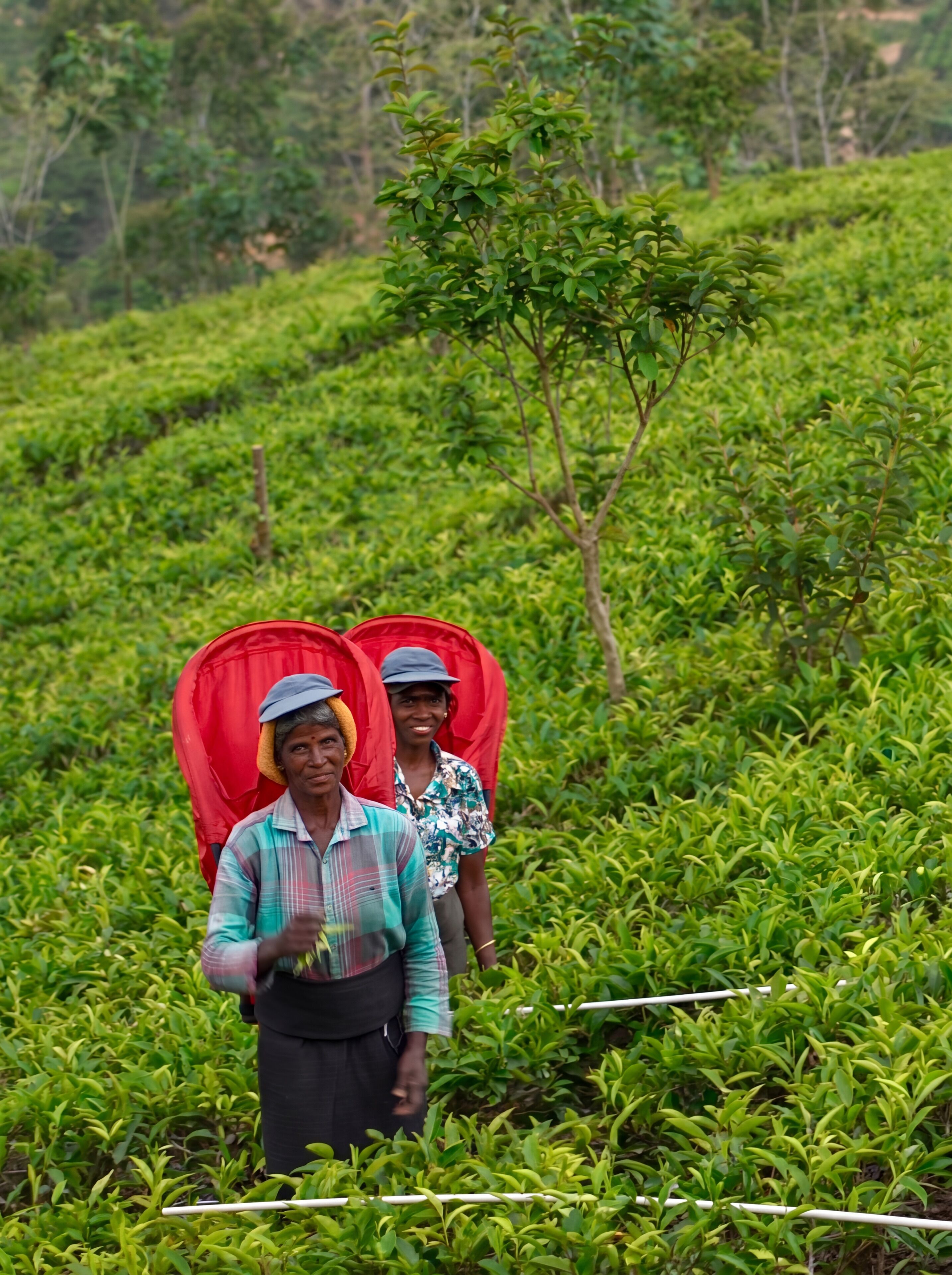 Dos personas transportan recipientes rojos a través de una exuberante plantación de té verde.