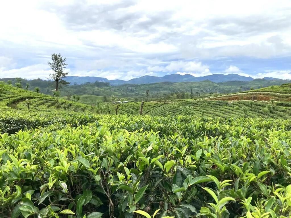 Una exuberante plantación de té con campos en terrazas y un árbol solitario en primer plano.