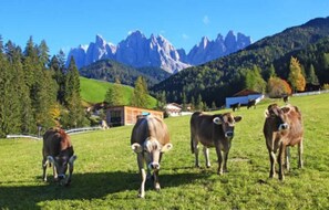 Miscellaneous - Apartment 'Bergblick' with Mountain View, Shared Terrace and Wi-Fi (St. Maddalena)