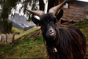 Miscellaneous - Apartment 'Bergblick' with Mountain View, Shared Terrace and Wi-Fi (St. Maddalena)