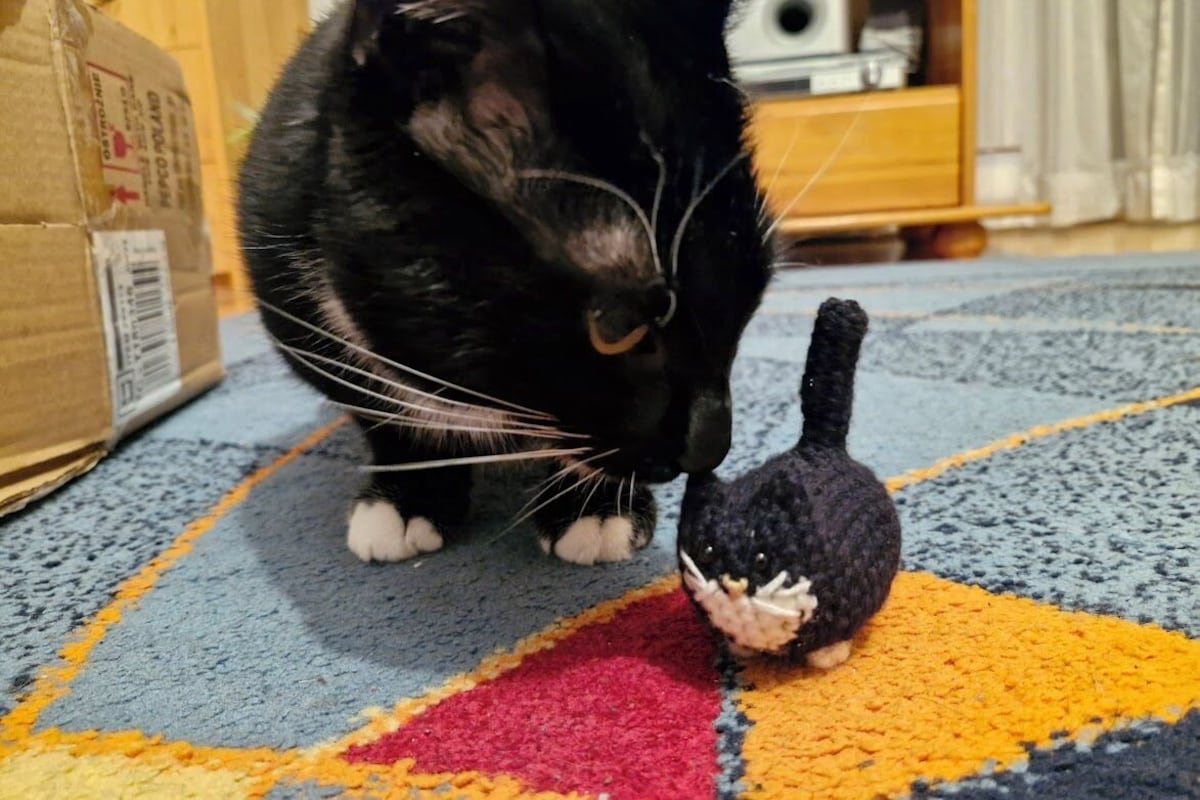 Eine schwarze Katze mit weißer Brust und Pfoten, sitzend auf einem bunten Teppich, neben ihr ein kleines Kätzchen.