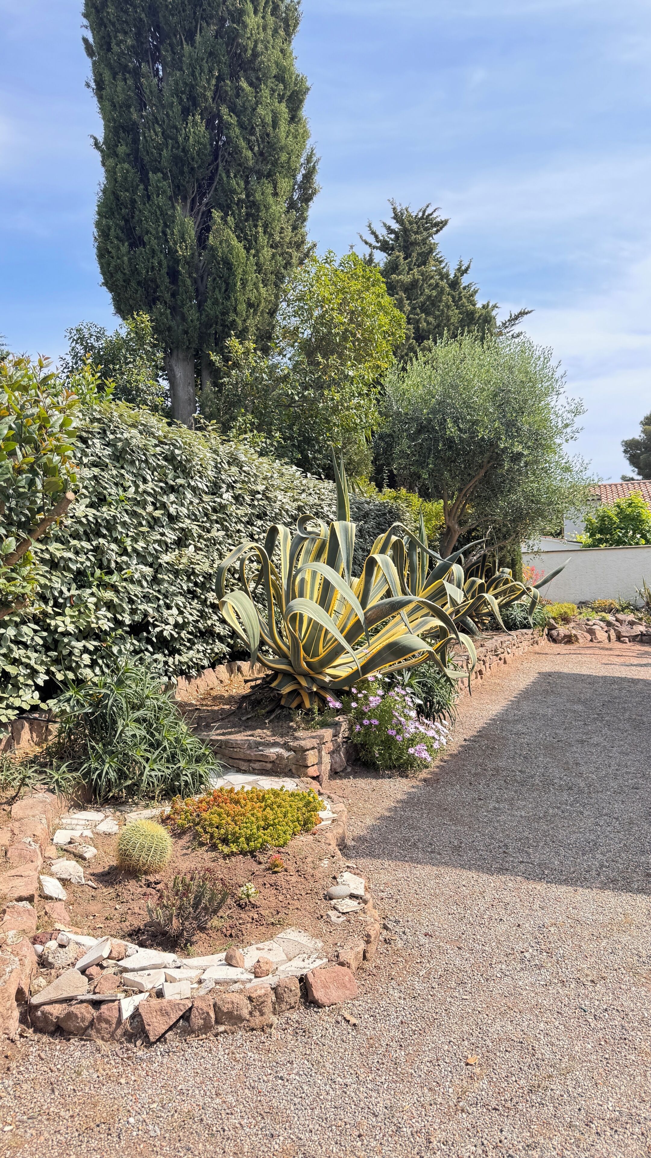 Un jardin avec différentes sortes de plantes, un grand cactus et un chemin de gravier.