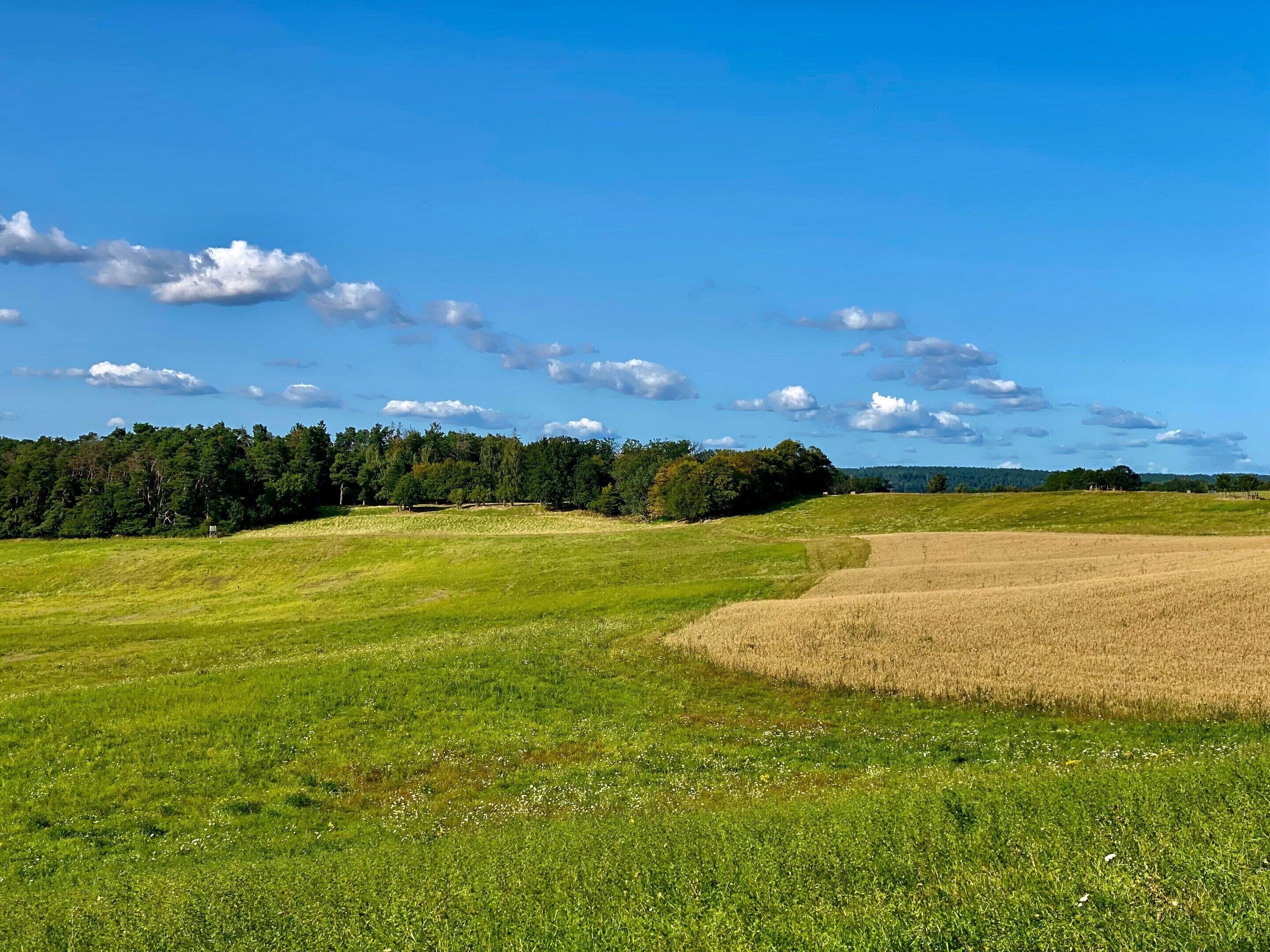 A vast open field with a clear sky and distant trees.