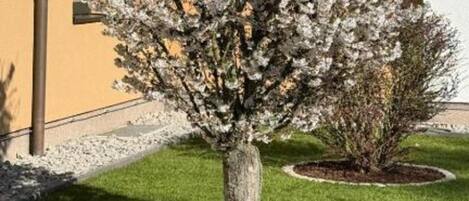 Un arbre aux fleurs blanches, situé dans un espace paysager, avec un bâtiment en arrière-plan.