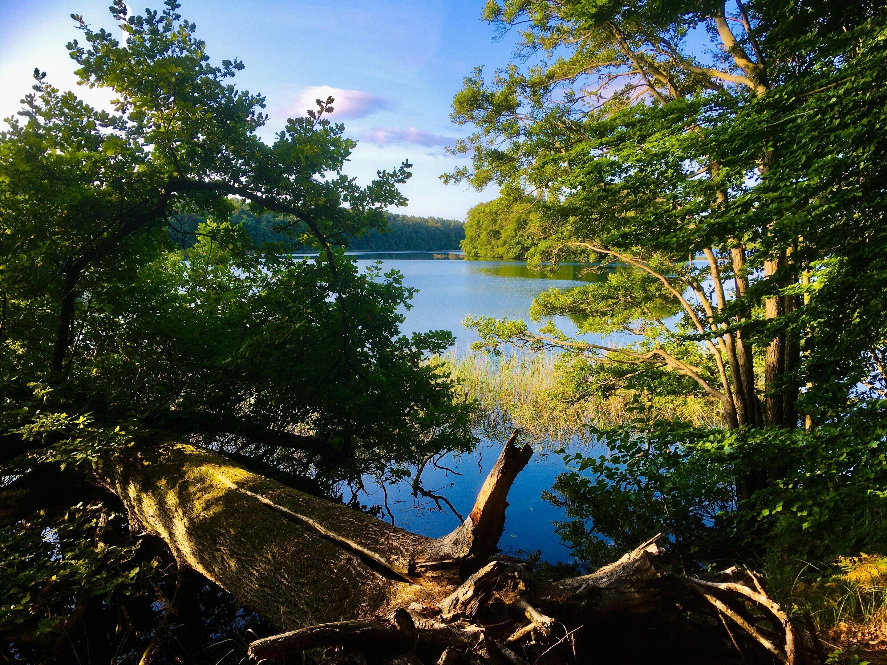 A natural landscape with a lake, trees, and a fallen tree trunk.