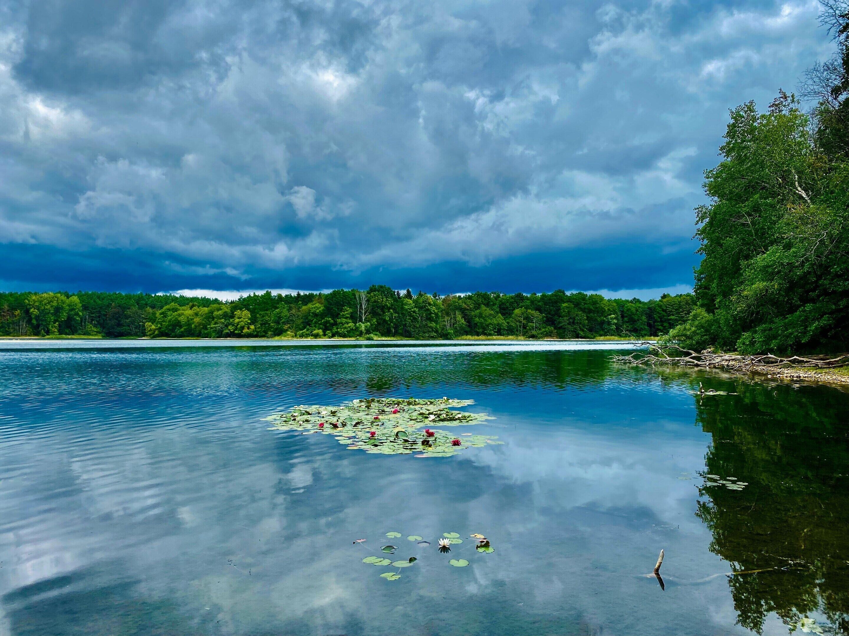 A calm lake with lily pads and a forested shoreline.
