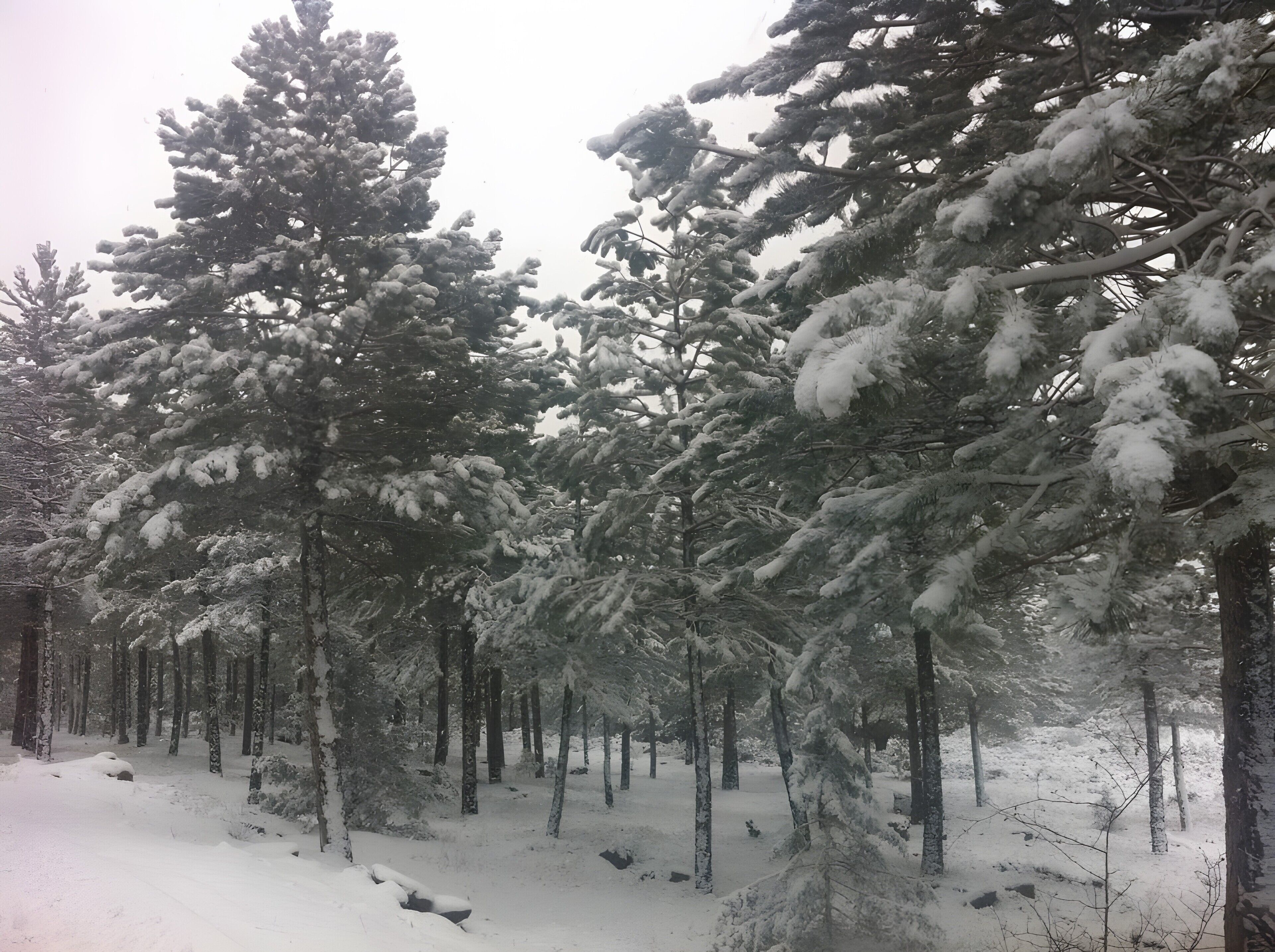 A forest with snow-covered trees and a snow-covered ground.
