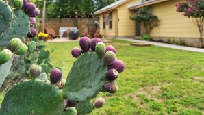 Un cactus con hojas verdes y moradas en un patio trasero residencial.