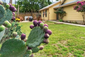 Ein Kaktus mit grünen und violetten Blättern in einem Wohngarten.