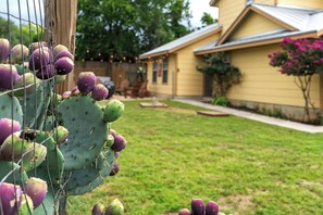 A cactus with purple flowers in a garden area with a house in the background.