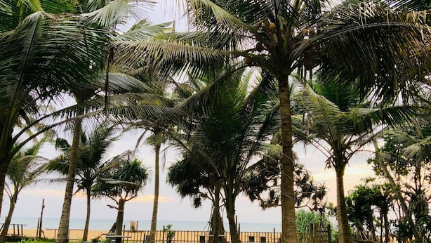 A grassy area with palm trees and a wooden fence. - inner pease hotel (Anuradhapura)