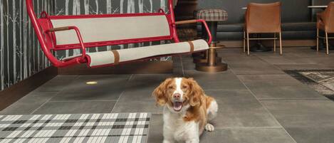 A dog sitting on a tiled floor with a checkered rug, a red and white bench, and a wall with vertical stripes.