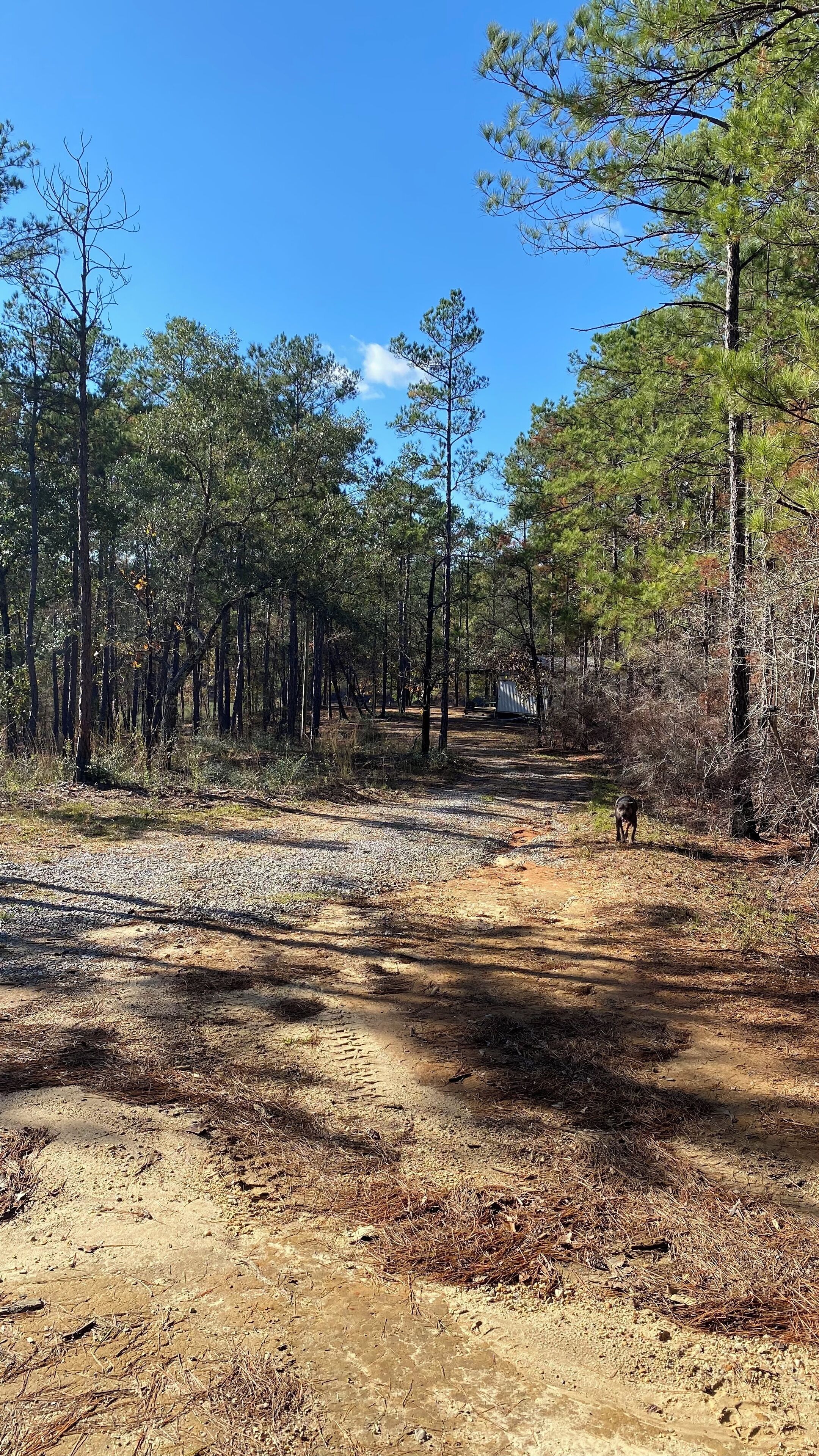 A forested area with a dirt path, trees, and a dog.
