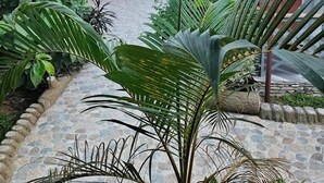 A courtyard with thatched-roof structures, a stone pathway, and lush tropical plants. - Comoé Lodge Hôtel Resort & Spa (Ekressinville)