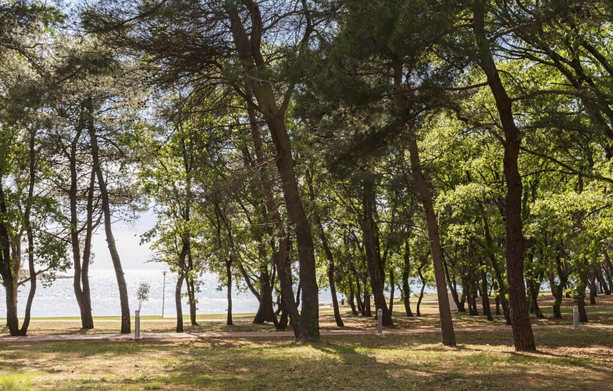 Un parco con filari di alberi e un sentiero che conduce a un corso d'acqua.