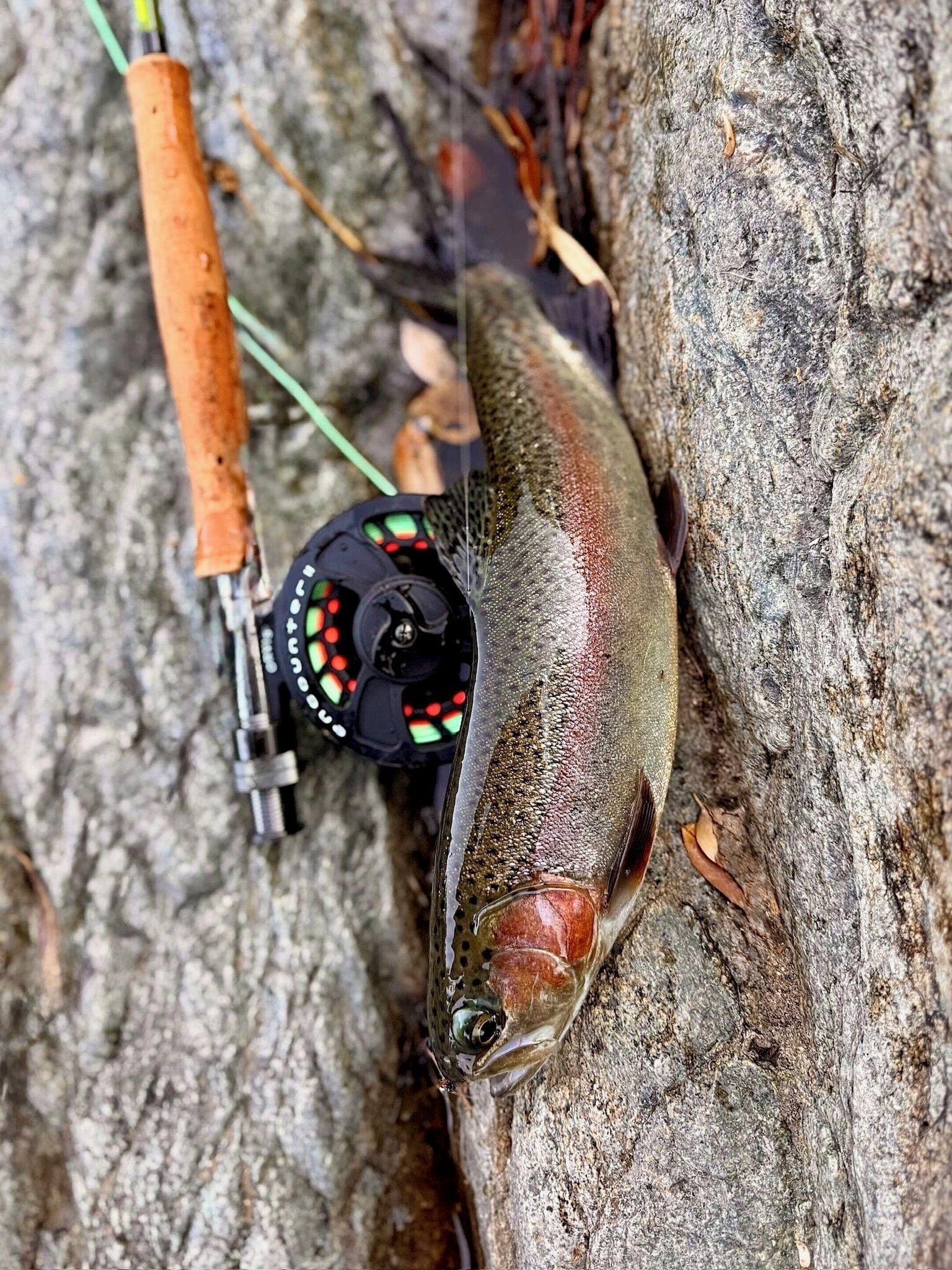 A fish near a fishing rod with a reel, set against a rocky background.