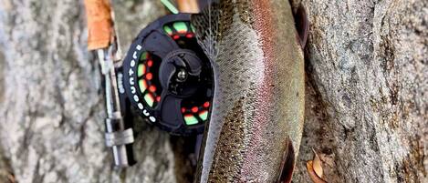 A fish near a fishing rod with a reel, set against a rocky background.