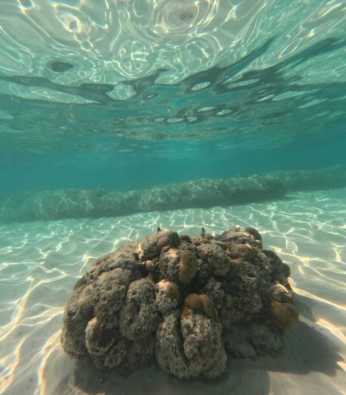An underwater view of a coral formation with clear water and sunlight patterns.