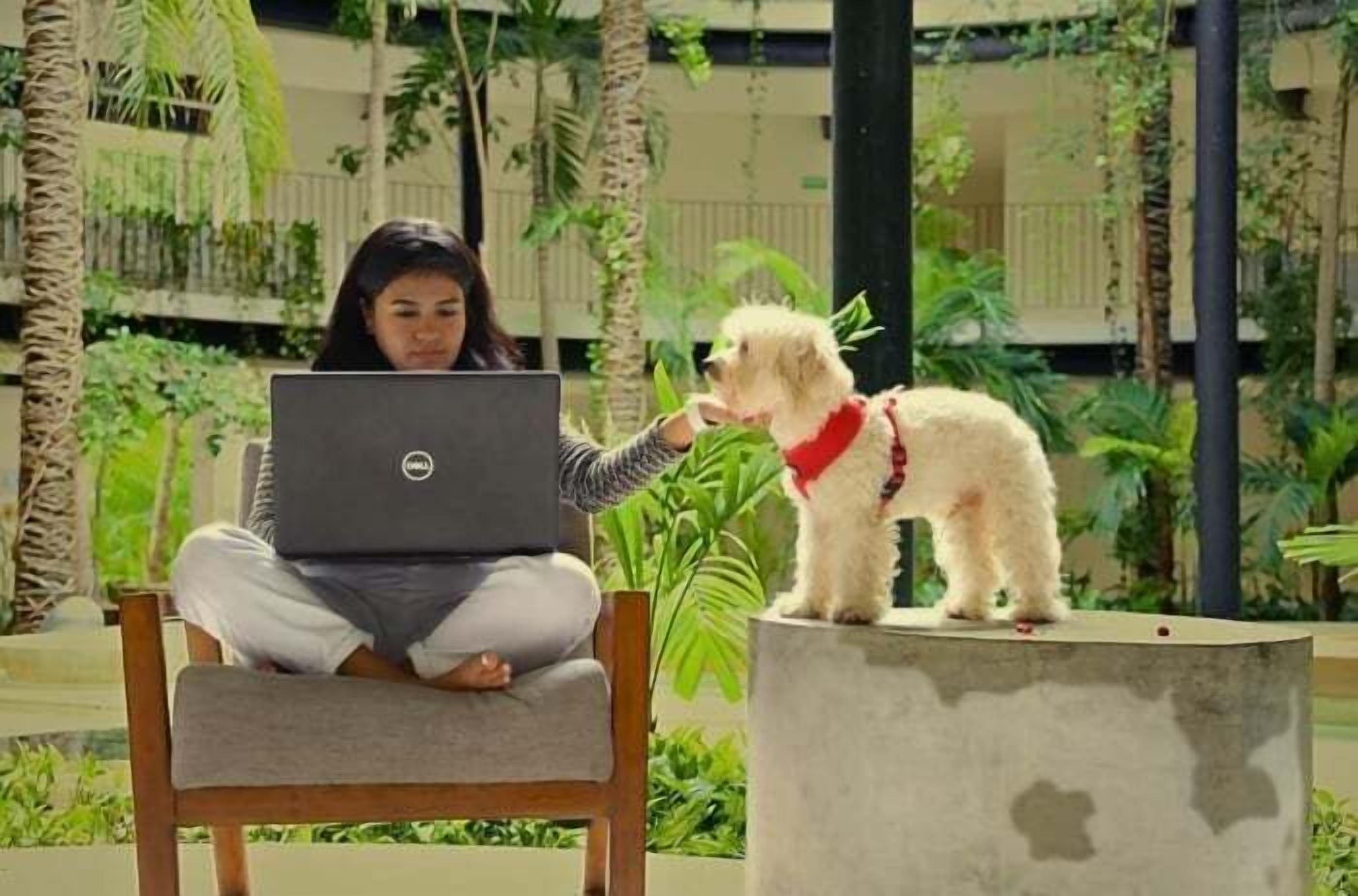 A person sitting on a chair with a laptop, and a small dog standing on a concrete block nearby.