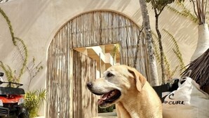 A dog in an outdoor area with a wooden structure, a motorcycle, and a white bag with text. - COCAY PI 2120, Tú Refugio Perfecto de Vacaciones (Tulum)