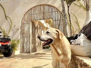 Property grounds - COCAY PI 2224, Fresco, Alegre & Vacacional (Tulum)