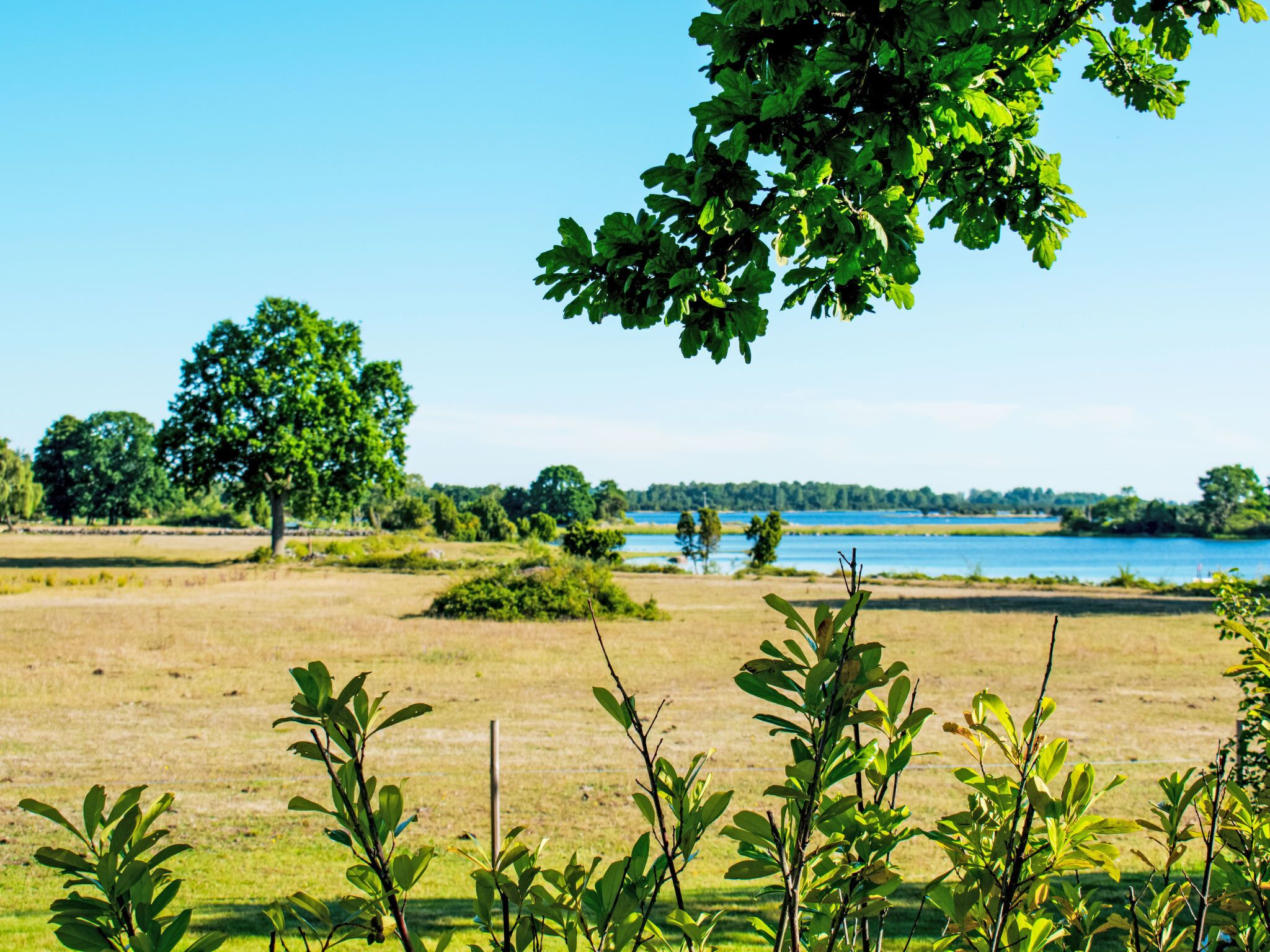 Blick auf einen Park mit einem großen Baum, einem Gewässer und einer Wiese.
