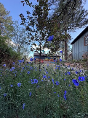 Property grounds - Ponderosa Lodge - Sleeps 13 - 5 Bedrooms - 3 Bathrooms (Flagstaff)