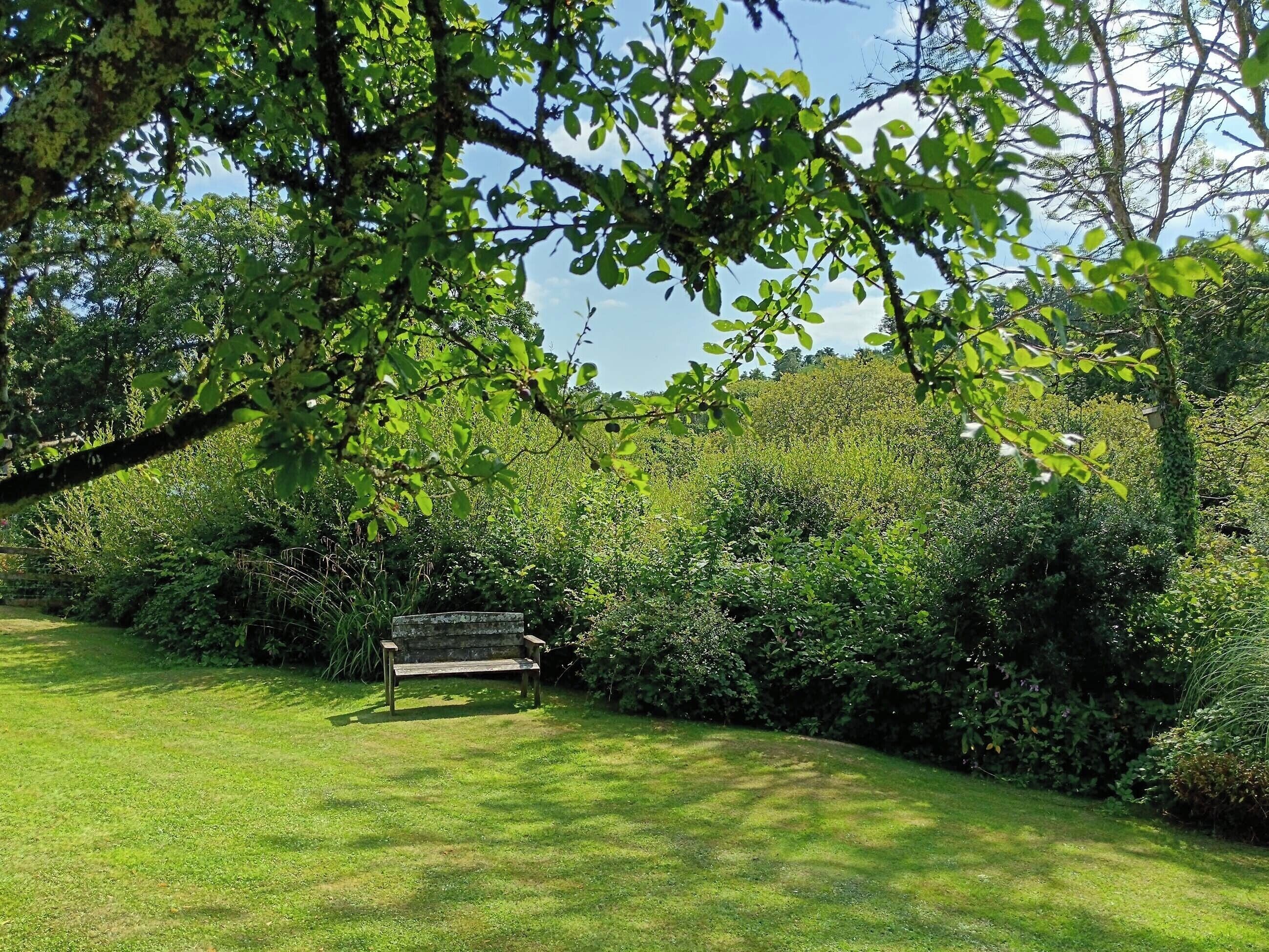 A bench in a lush garden with dense foliage and a clear sky.