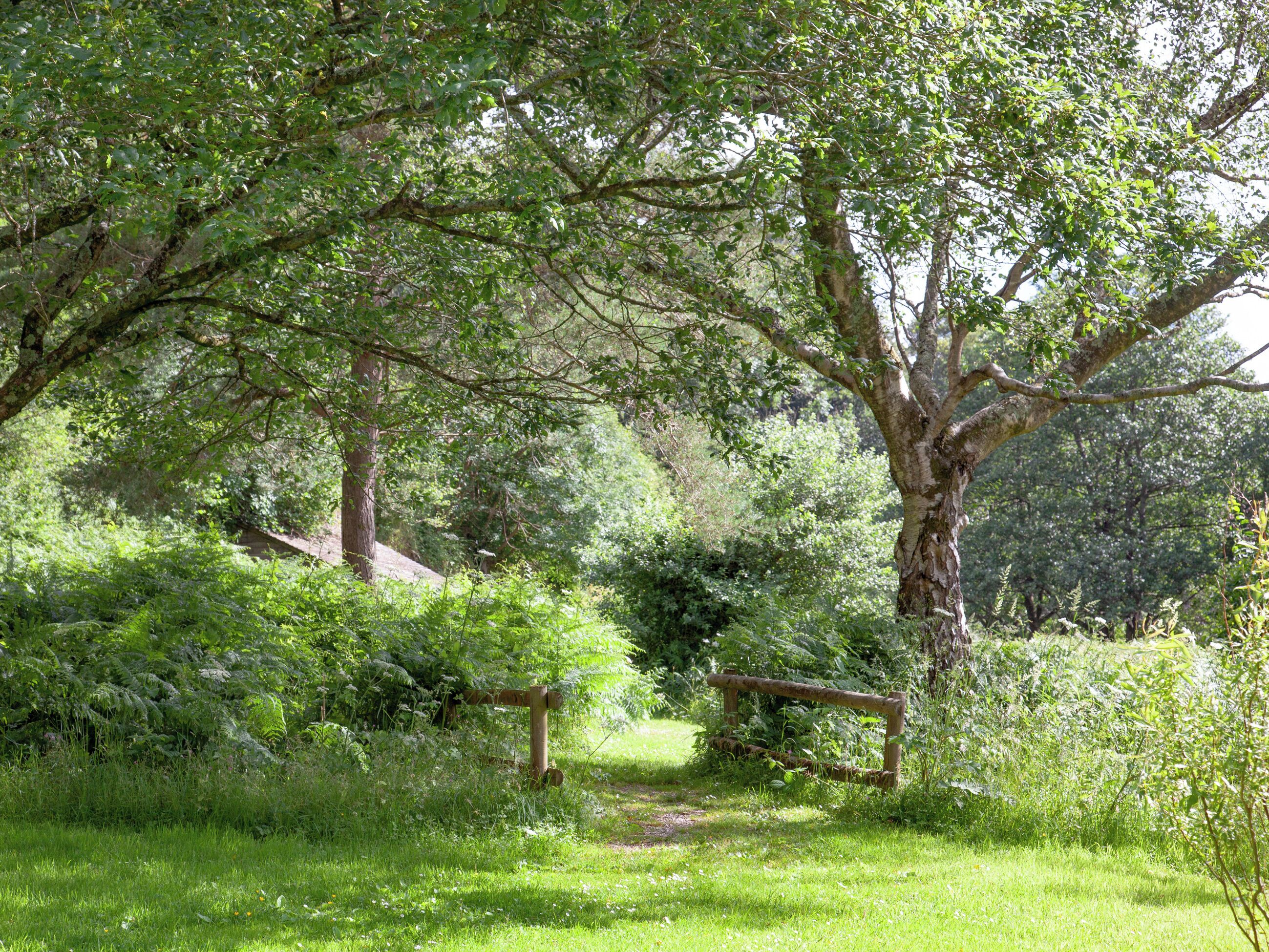 Un cadre naturel en plein air, avec un sentier herbeux, un banc en bois et un grand arbre.