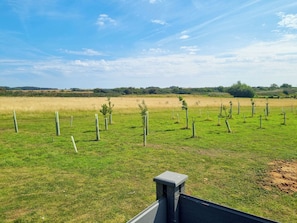 Ein Feld mit jungen, reihenweise bepflanzten Bäumen, ein klarer Himmel und entfernte Hügel.