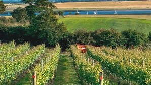 Ein Weinberg mit Rebenreihen und im Hintergrund eine Flusslandschaft mit Segelbooten.