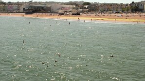 A coastal view with a beach, buildings, and a bird flying over the water. - Sea Haven is a one bedroom apartment in Paignton, just steps from the seafront. (Paignton)
