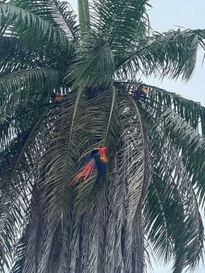 A bird perched on a palm tree. - Charming 3-Bedroom House Rental in Paquera, Costa Rica (Paquera)