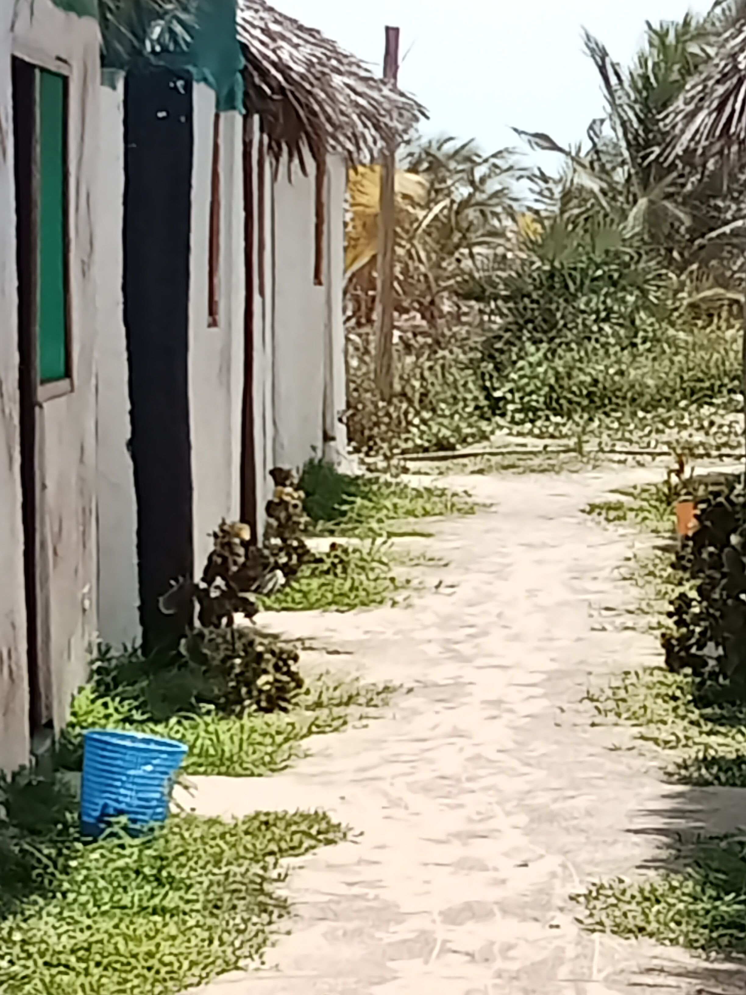 A narrow pathway leading to a rustic building with a thatched roof, surrounded by lush greenery.