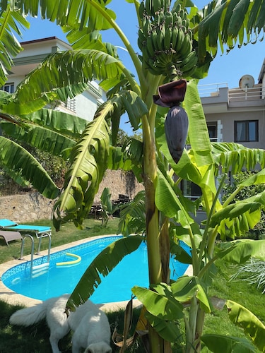 Seaview 3-bedroom villa with private pool, barbeque and fire pit