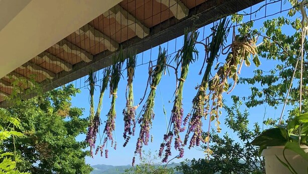 A covered outdoor area with hanging plants, a variety of potted plants, and a view of the landscape. - Mini Apartment in a Farm House on the High Hills Near Gubbio (Gubbio)